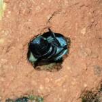 Nesting behaviour of the Golden-browed Resin Bee (Megachile aurifrons), Alice Springs, NT