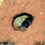Nesting behaviour of the Golden-browed Resin Bee (Megachile aurifrons), Alice Springs, NT