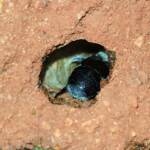 Nesting behaviour of the Golden-browed Resin Bee (Megachile aurifrons), Alice Springs, NT