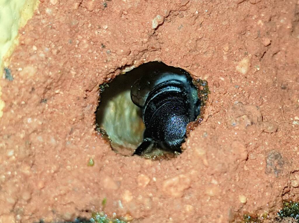 Nesting behaviour of the Golden-browed Resin Bee (Megachile aurifrons), Alice Springs, NT