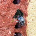 Golden-browed Resin Bee (Megachile aurifrons) capping the nest