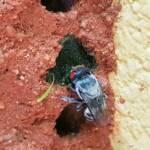 Golden-browed Resin Bee (Megachile aurifrons) capping the nest
