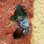 Golden-browed Resin Bee (Megachile aurifrons) capping the nest