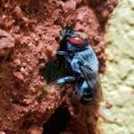 Golden-browed Resin Bee (Megachile aurifrons) capping the nest