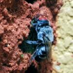 Golden-browed Resin Bee (Megachile aurifrons) capping the nest
