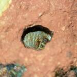 Nesting behaviour of the Golden-browed Resin Bee (Megachile aurifrons), Alice Springs, NT