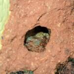 Nesting behaviour of the Golden-browed Resin Bee (Megachile aurifrons), Alice Springs, NT