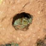 Nesting behaviour of the Golden-browed Resin Bee (Megachile aurifrons), Alice Springs, NT
