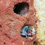 Nesting behaviour of the Golden-browed Resin Bee (Megachile aurifrons), Alice Springs, NT