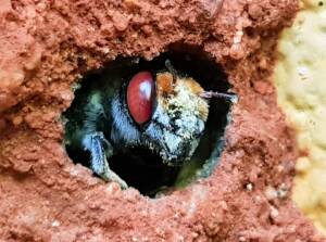 Golden-browed Resin Bee (Megachile aurifrons), Alice Springs, NT