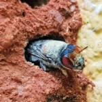 Red Eyes of the Golden-browed Resin Bee (Megachile aurifrons), Alice Springs, NT