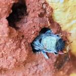 Red Eyes of the Golden-browed Resin Bee (Megachile aurifrons), Alice Springs, NT