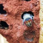 Red Eyes of the Golden-browed Resin Bee (Megachile aurifrons), Alice Springs, NT