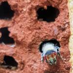 Red Eyes of the Golden-browed Resin Bee (Megachile aurifrons), Alice Springs, NT