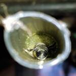 Golden-browed Resin Bee (Megachile aurifrons), nesting in plastic irrigation hose pipe, Alice Springs, NT