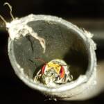 Golden-browed Resin Bee (Megachile aurifrons), nesting in plastic irrigation hose pipe, Alice Springs, NT
