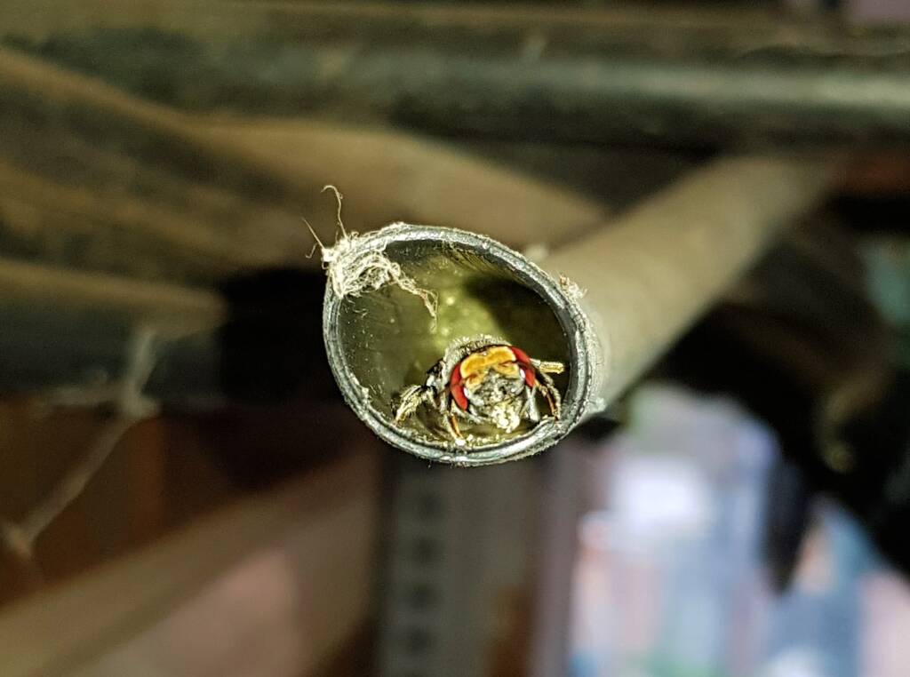 Golden-browed Resin Bee (Megachile aurifrons), nesting in plastic irrigation hose pipe, Alice Springs, NT