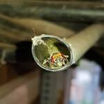 Golden-browed Resin Bee (Megachile aurifrons), nesting in plastic irrigation hose pipe, Alice Springs, NT