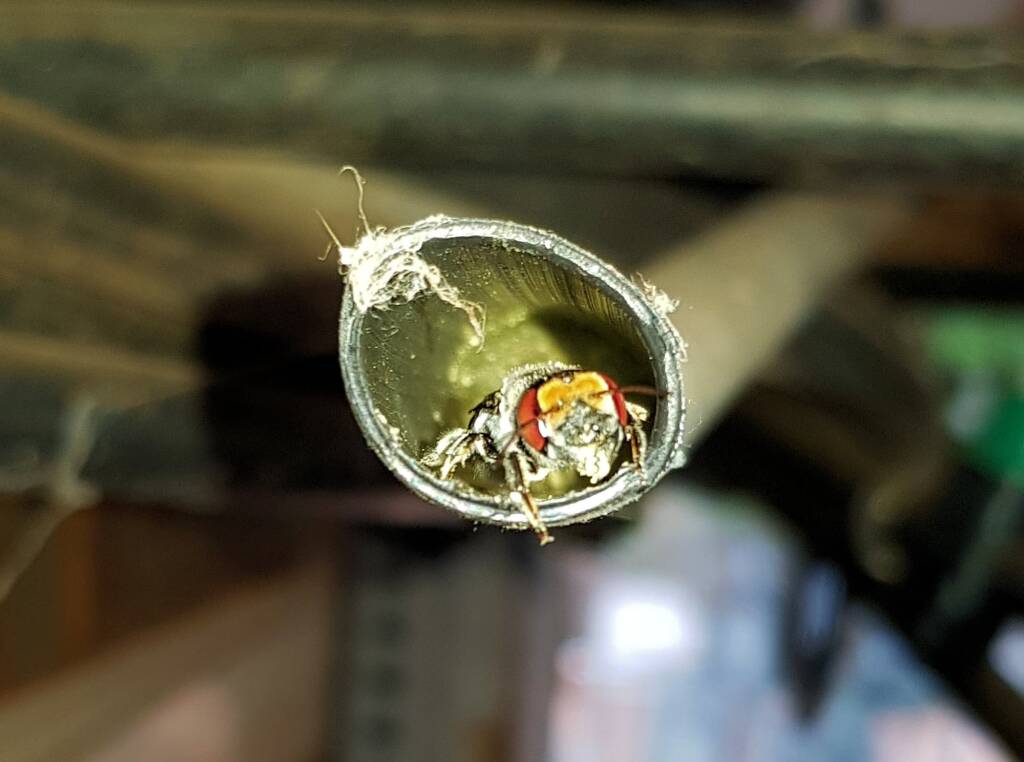 Golden-browed Resin Bee (Megachile aurifrons), nesting in plastic irrigation hose pipe, Alice Springs, NT