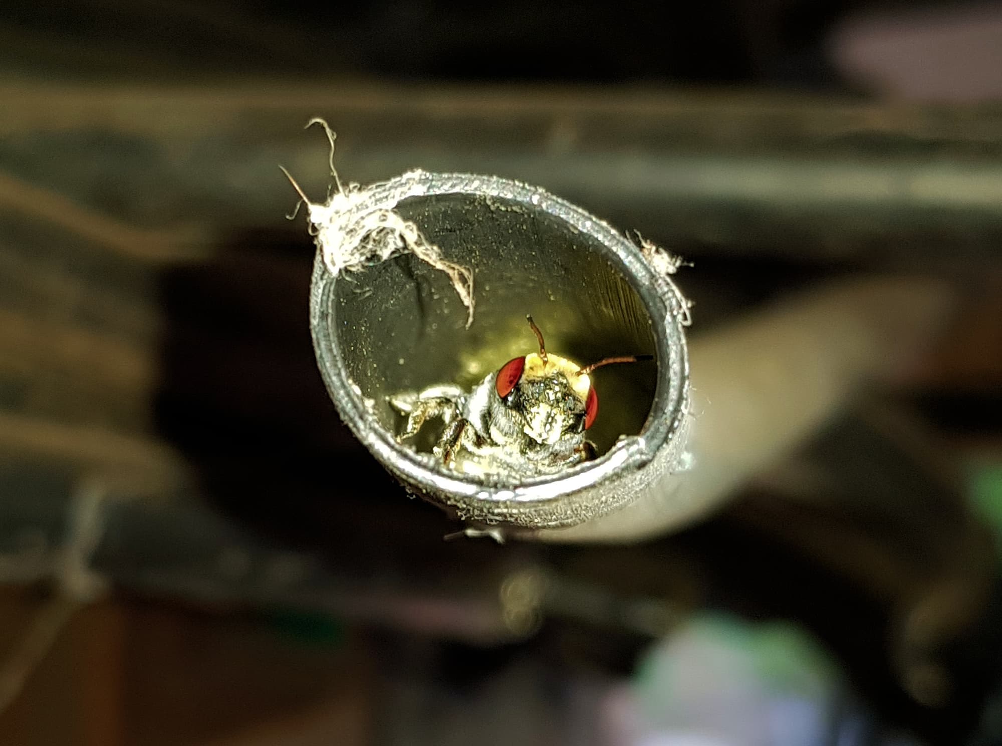 Golden-browed Resin Bee (Megachile aurifrons), nesting in plastic irrigation hose pipe, Alice Springs, NT