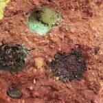 Pollen in the nest of the Golden-browed Resin Bee (Megachile aurifrons), Alice Springs, NT