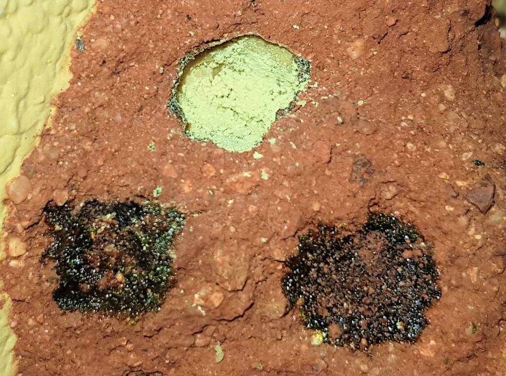 Pollen in the nest of the Golden-browed Resin Bee (Megachile aurifrons), Alice Springs, NT