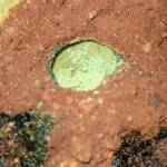 Pollen in the nest of the Golden-browed Resin Bee (Megachile aurifrons), Alice Springs, NT