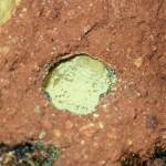 Pollen in the nest of the Golden-browed Resin Bee (Megachile aurifrons), Alice Springs, NT
