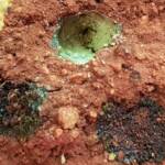 Pollen in the nest of the Golden-browed Resin Bee (Megachile aurifrons), Alice Springs, NT
