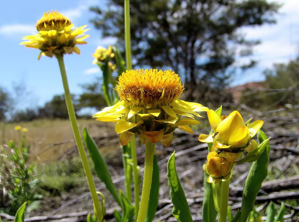 Golden Everlasting (Xerochrysum bracteatum), Ilparpa Claypans, Alice Springs NT