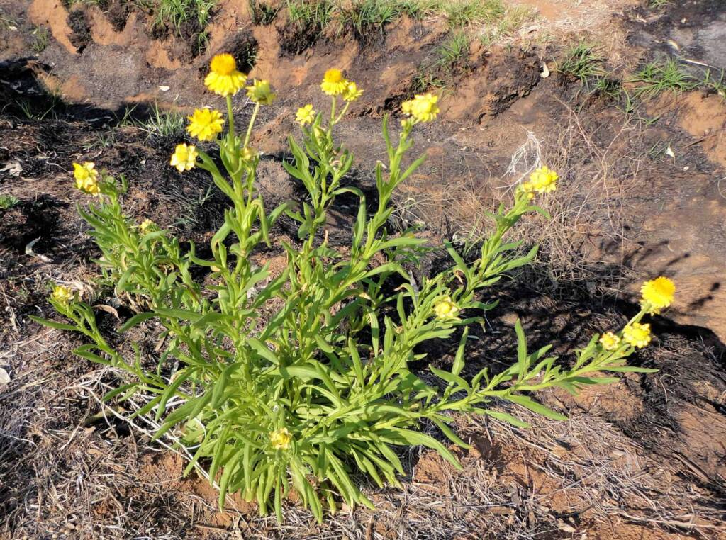 Golden Everlasting (Xerochrysum bracteatum), Alice Springs NT