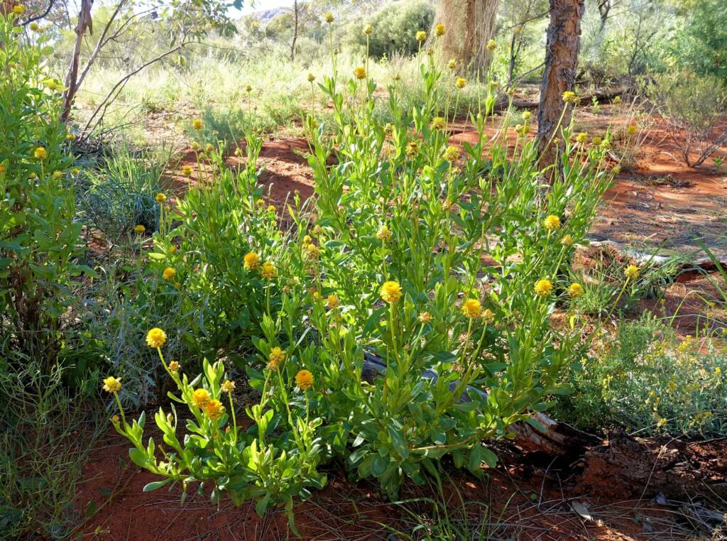 Golden Everlasting (Xerochrysum bracteatum), Alice Springs Desert Park, NT