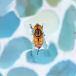 Golden Native Drone Fly (Eristalinus punctulatus) in swimming pool in Alice Springs NT