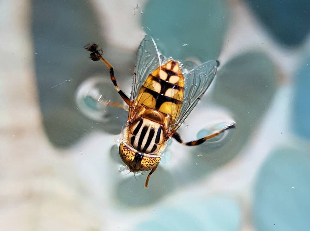 Golden Native Drone Fly (Eristalinus punctulatus) in swimming pool in Alice Springs NT