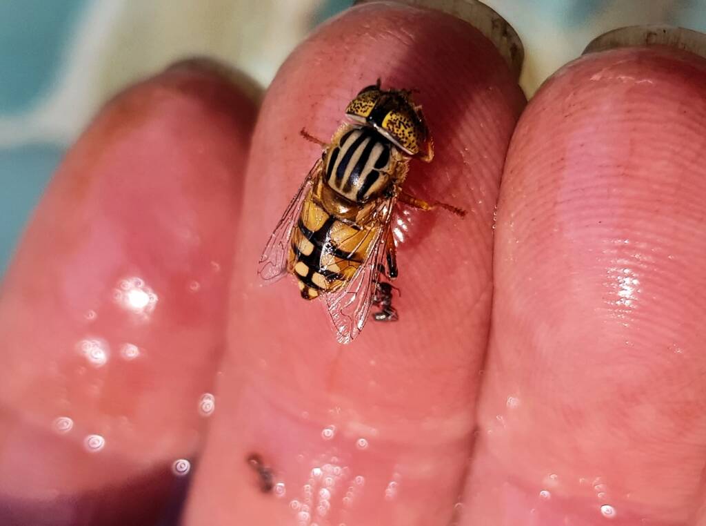 Golden Native Drone Fly (Eristalinus punctulatus) rescued from a swimming pool in Alice Springs NT