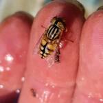 Golden Native Drone Fly (Eristalinus punctulatus) rescued from a swimming pool in Alice Springs NT