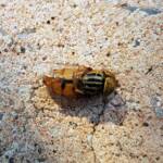 Golden Native Drone Fly (Eristalinus punctulatus) found in a swimming pool in Alice Springs NT