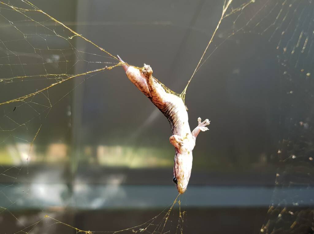 Gecko caught in Golden Orb Weaver Spider (Trichonephila edulis) web, Alice Springs NT
