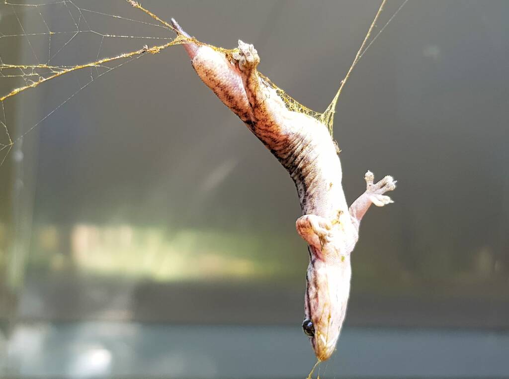 Gecko caught in Golden Orb Weaver Spider (Trichonephila edulis) web, Alice Springs NT