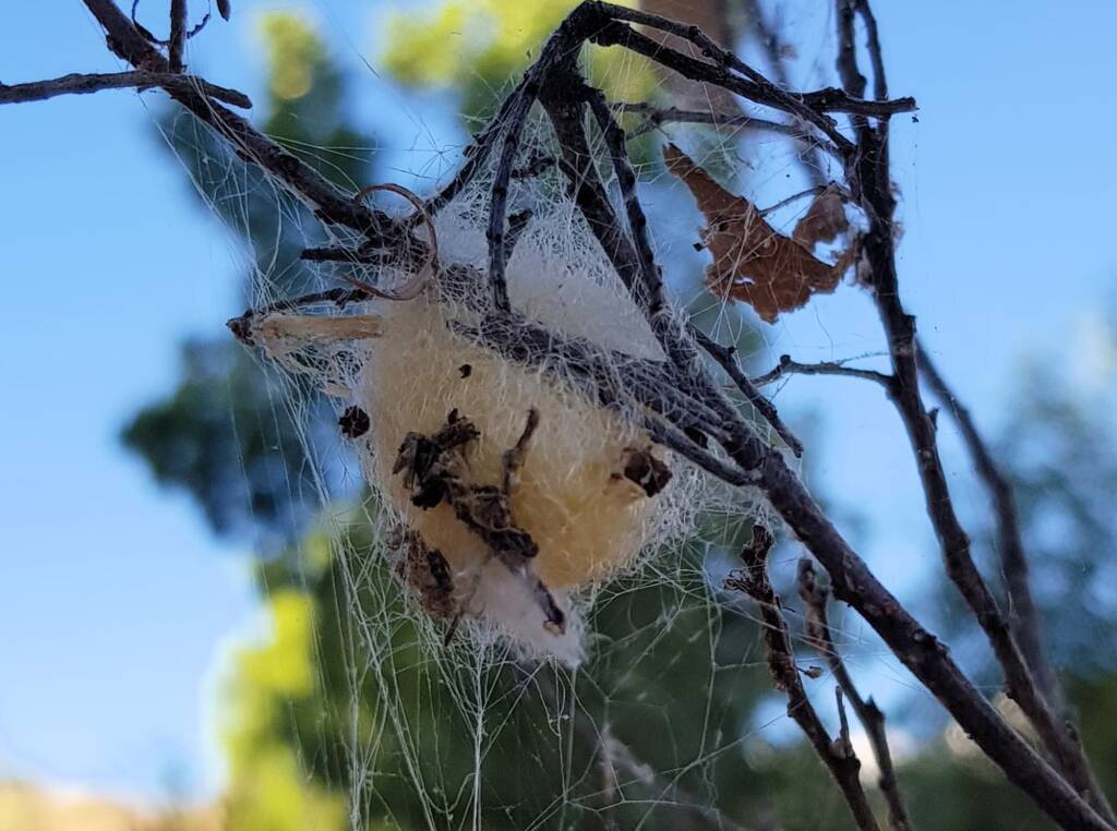 Egg sac of the Australian Golden Orb Weaver Spider (Trichonephila edulis), Alice Springs NT
