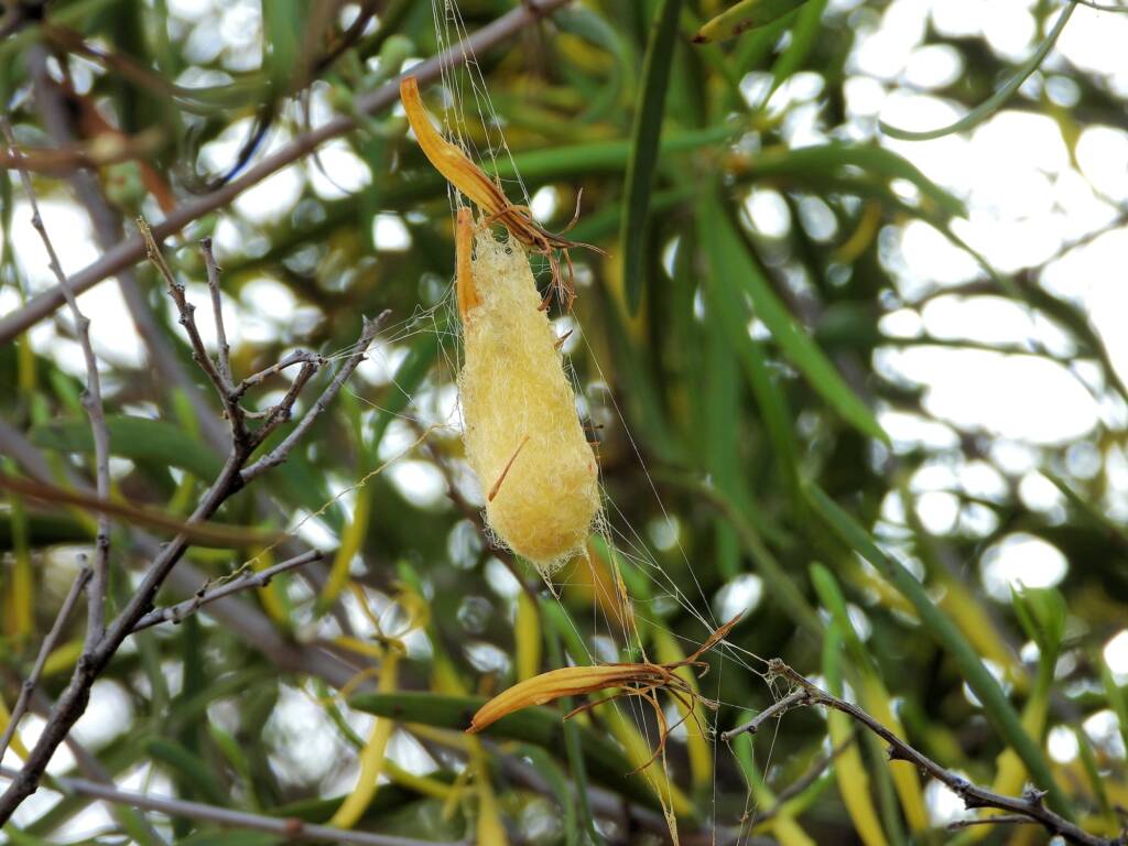 Egg sac of the Australian Golden Orb Weaver Spider (Trichonephila edulis), Alice Springs Sewage Ponds © Dorothy Latimer