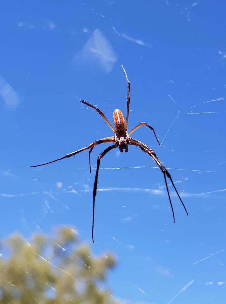 Large dimorphic male Australian Golden Orb Weaver Spider (Trichonephila edulis), Alice Springs NT