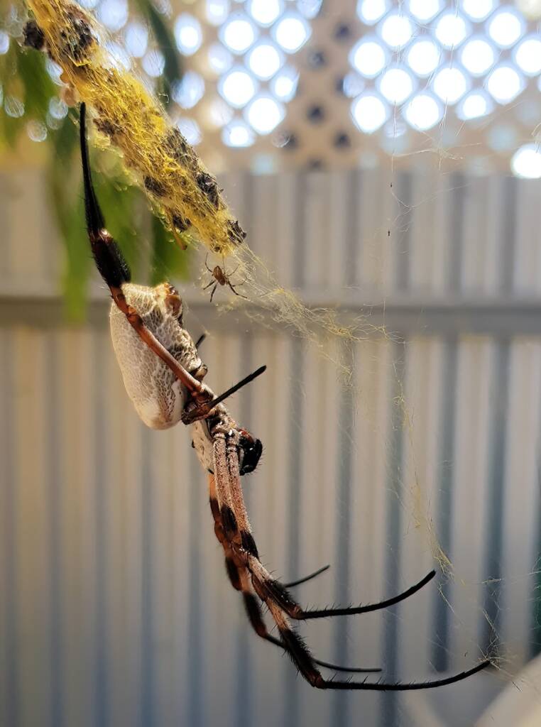 Female and male Australian Golden Orb Weaver Spider (Trichonephila edulis), Alice Springs NT