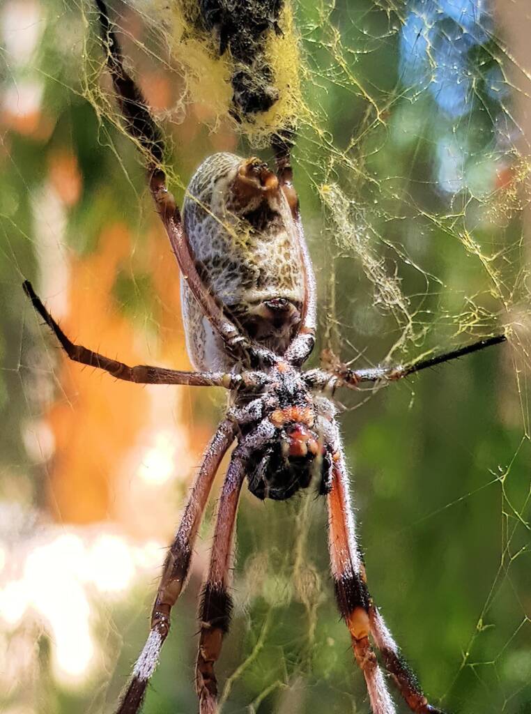Ventral view of female Australian Golden Orb Weaver Spider (Trichonephila edulis), Alice Springs NT