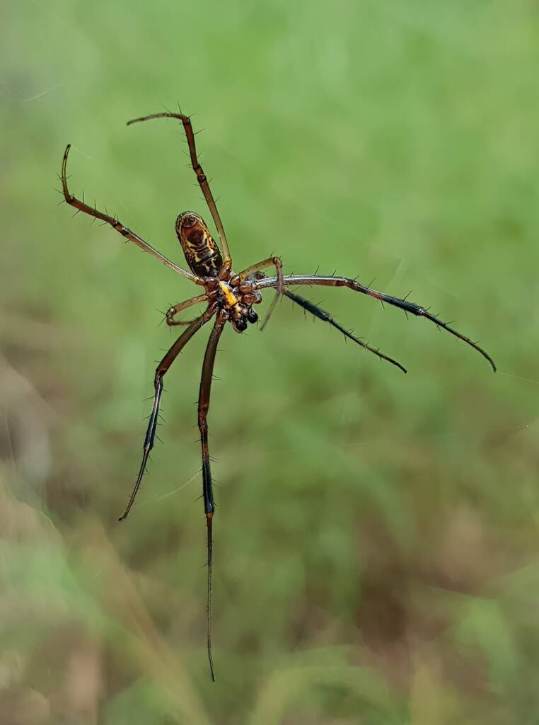 Large male Australian Golden Orb Weaver Spider (Trichonephila edulis), Alice Springs NT