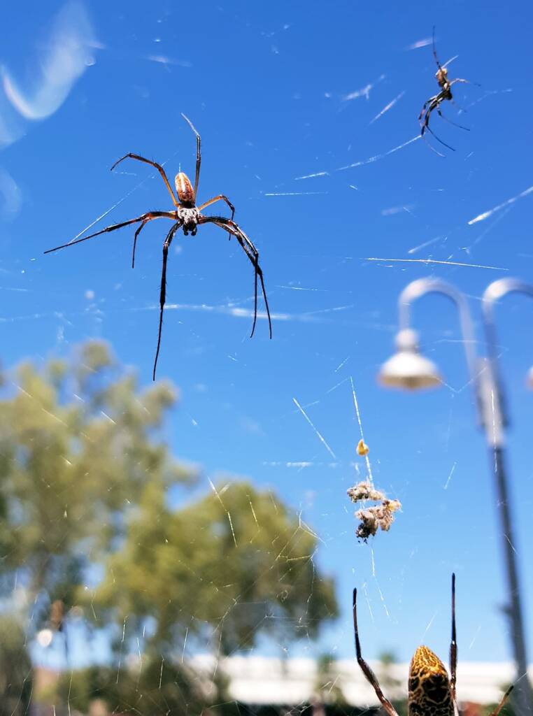 Two different size males heading down to a female Australian Golden Orb Weaver Spider (Trichonephila edulis), Alice Springs NT