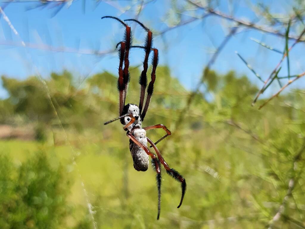 Female Australian Golden Orb Weaver Spider (Trichonephila edulis), Olive Pink Botanic Garden NT