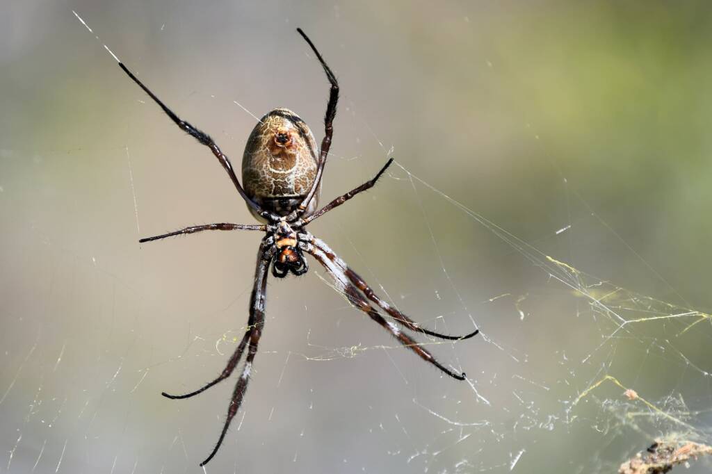 Australian Golden Orb Weaver Spider (Trichonephila edulis), Alice Springs Sewage Ponds © Dorothy Latimer