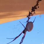 Female and male Australian Golden Orb Weaver Spider (Trichonephila edulis), Alice Springs NT