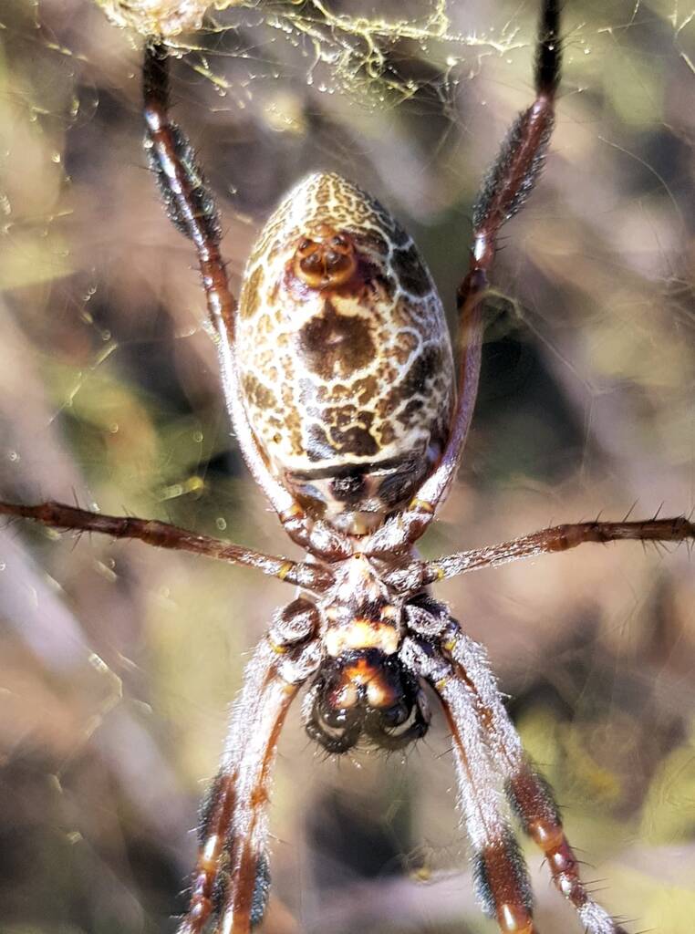 Underside of the Female Australian Golden Orb Weaver Spider (Trichonephila edulis), Alice Springs NT